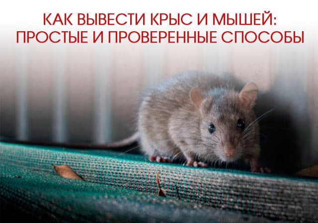 Как вывести крыс и мышей в Москве: простые и проверенные способы