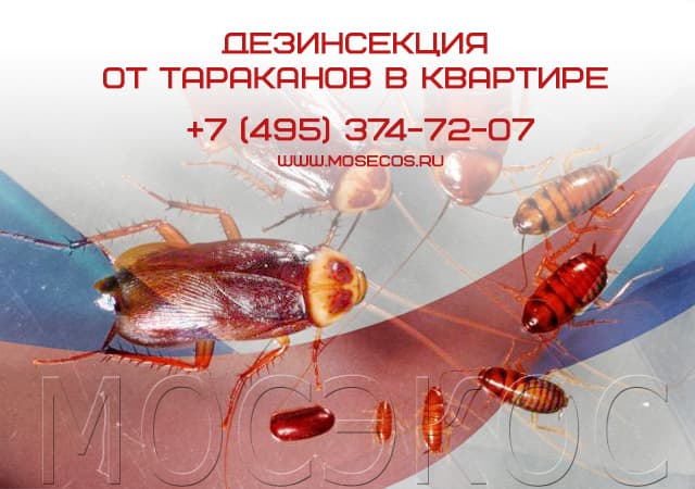 Дезинсекция от тараканов в квартире в Москве
